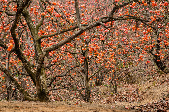 Persimmon orchard at harvest, Japan